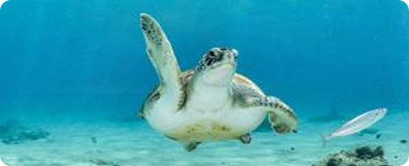 Snorkel